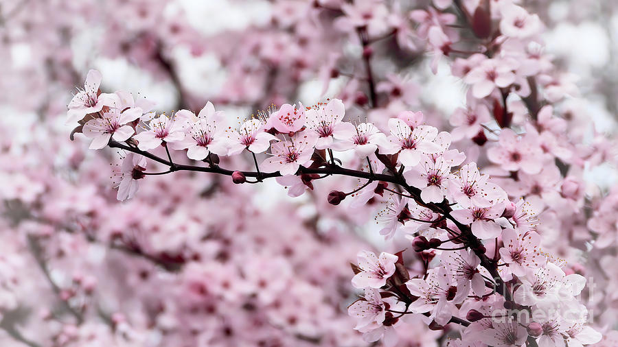 Pink Cherry Blossom Bouquet  Photograph by Scott Cameron