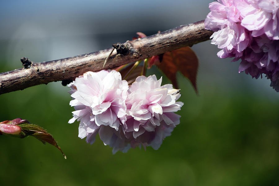 Pink cherry blossom flowers Dorset England Photograph by Loren Dowding