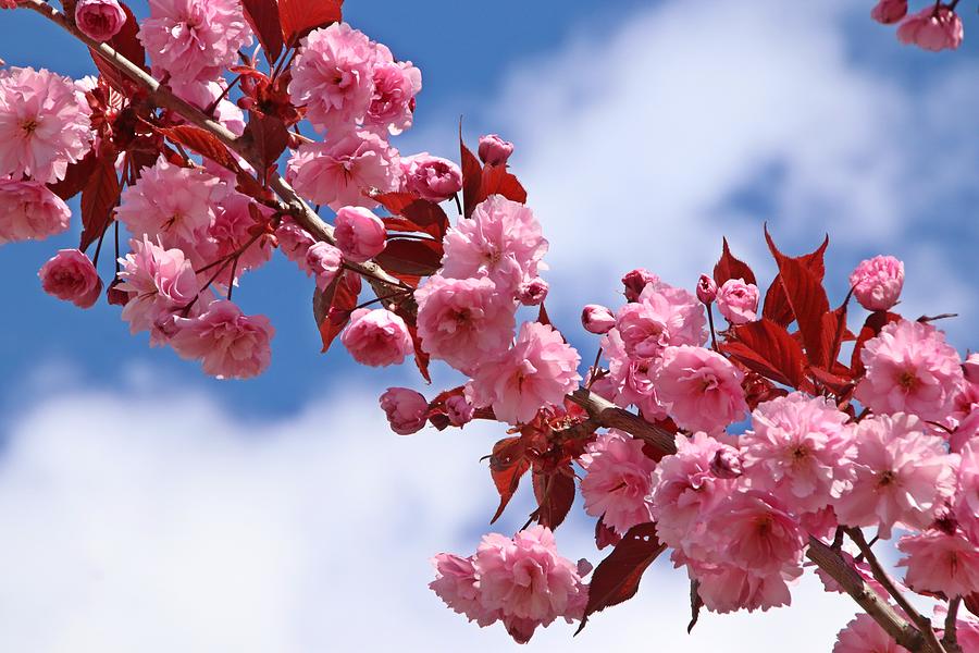Pink Cherry Blossoms Blue Sky Photograph