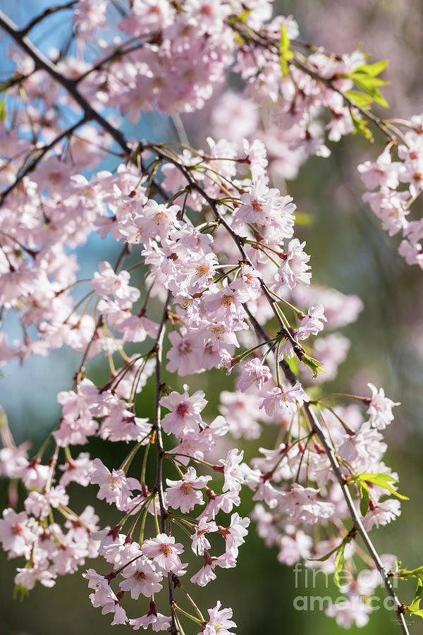 Pink Cherry Blossoms In the Morning Light Photograph by Jennifer White