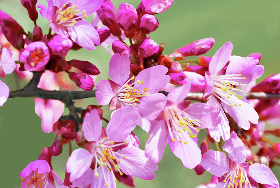 Nature Photograph - Pink Cherry Blossoms  by Regina Geoghan