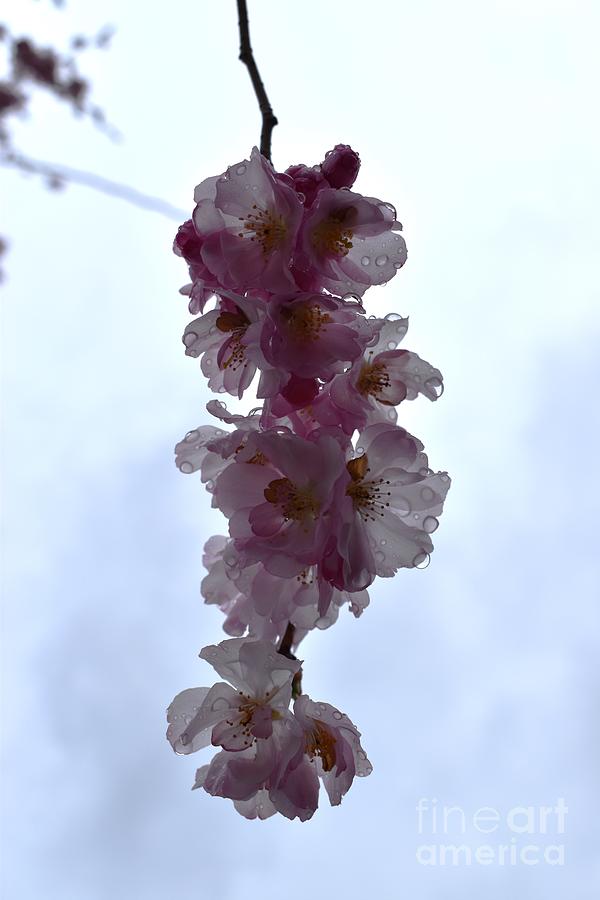 Pink Cherry Blossoms Photograph by Stefania Caracciolo