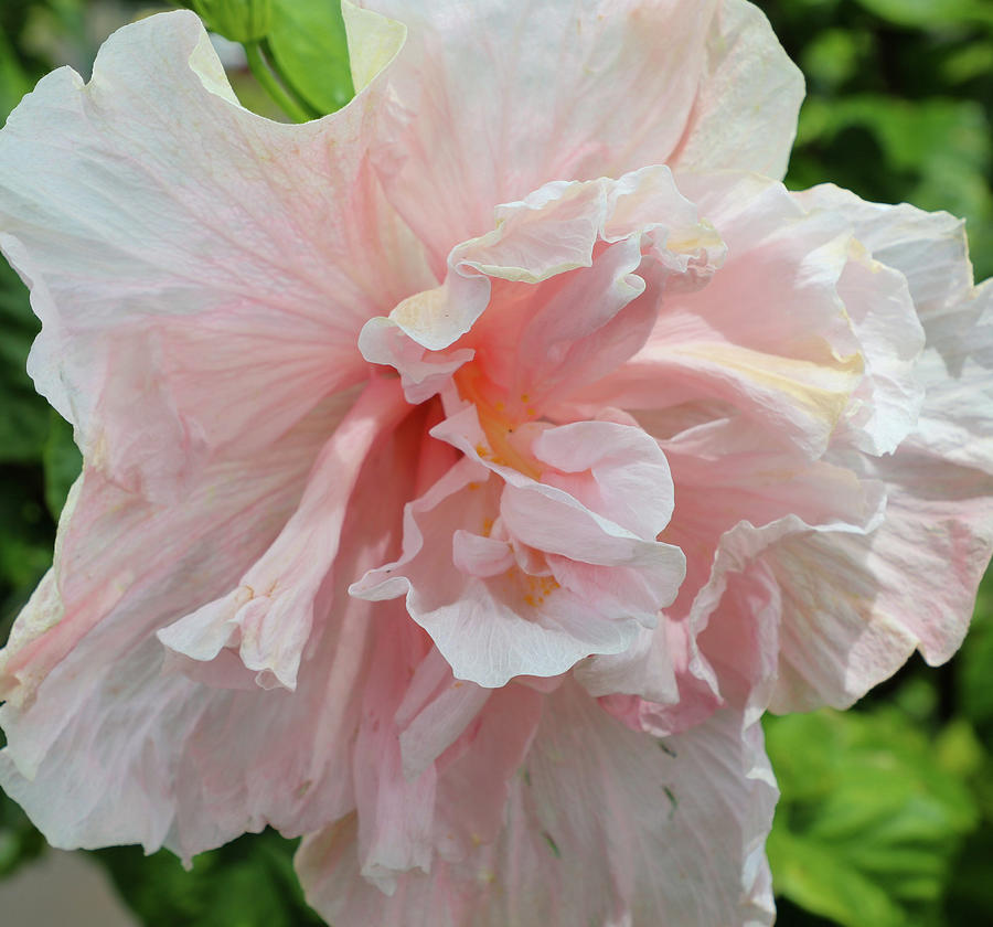 Flower Photograph - Pink Chiffon by Tony Spencer