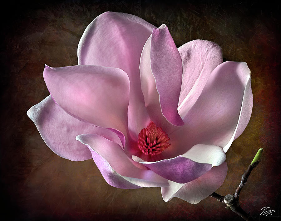Pink Chinese Magnolia Photograph by Endre Balogh