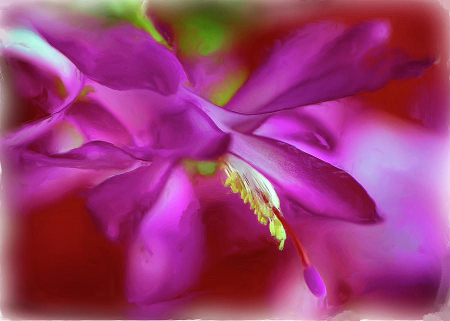 Pink Christmas Cactus - digitally enhanced Photograph by Cordia Murphy