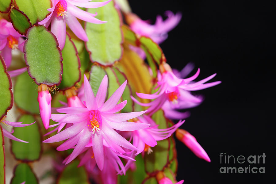 Pink Christmas cactus flowers Photograph by James Brunker