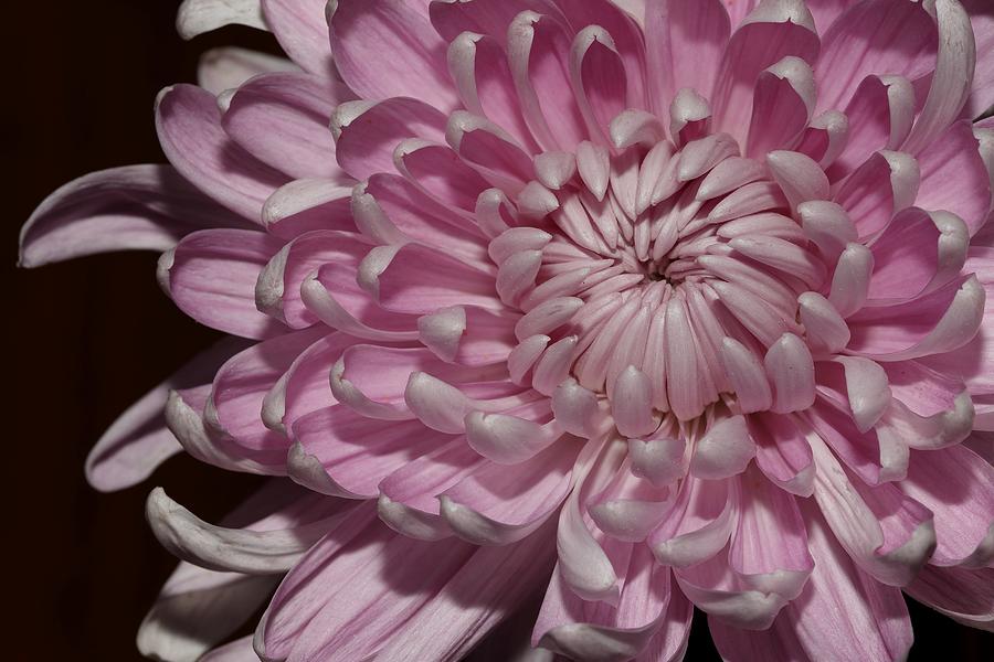 Pink Chrysanthemum 2 Photograph by Mingming Jiang