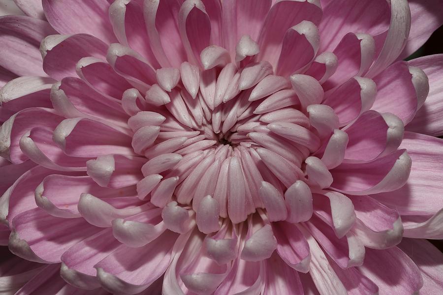 Pink Chrysanthemum 3 Photograph by Mingming Jiang