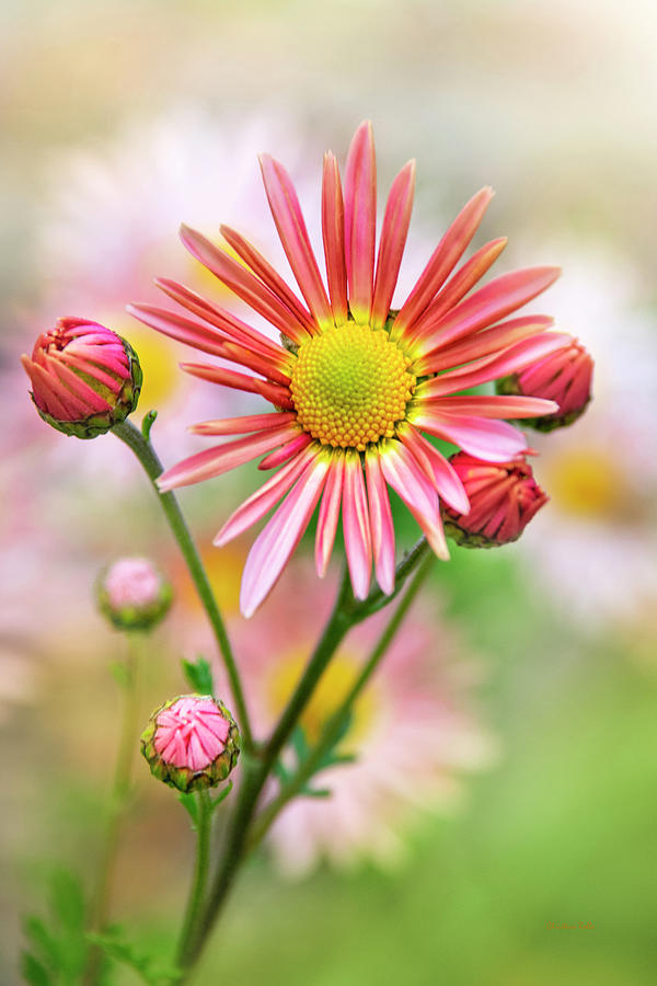Pink Chrysanthemum Flower Photograph by Christina Rollo