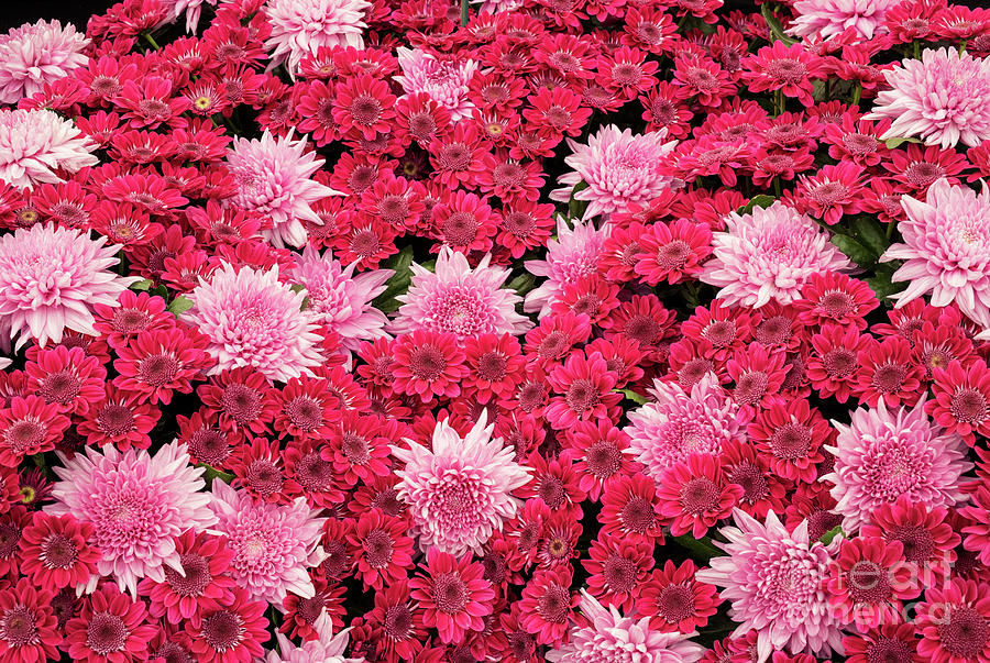 Pink Chrysanthemum Flower Display, Photograph by Tim Gainey