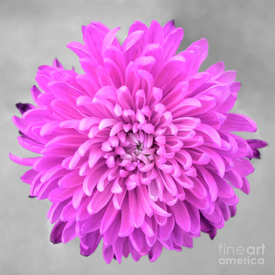 Pink Chrysanthemum Flower Joy-Pink Photograph by Renee Spade Photography