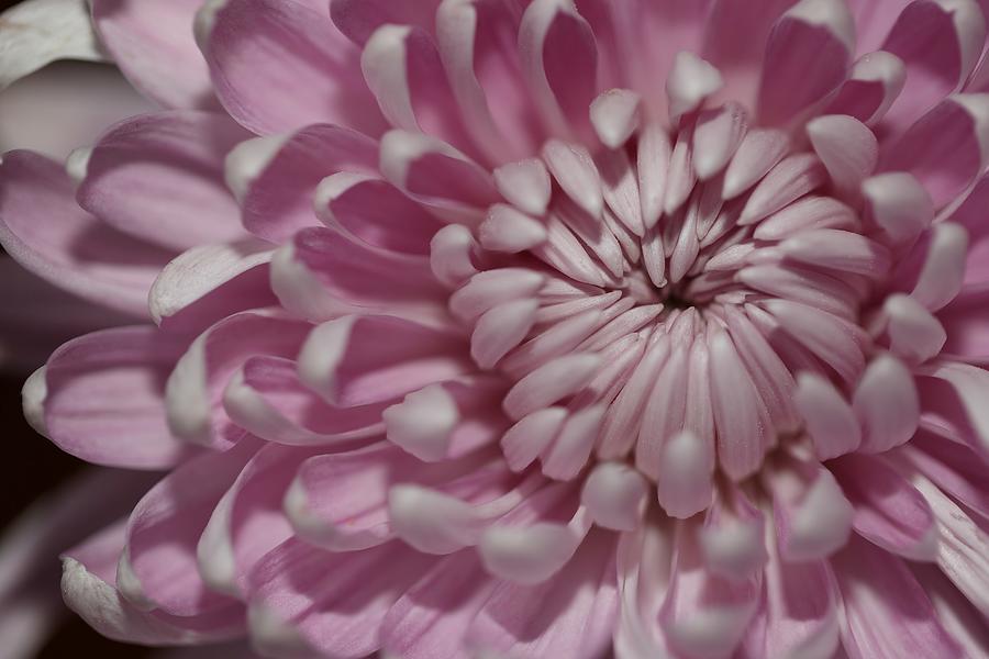Pink Chrysanthemum Photograph by Mingming Jiang
