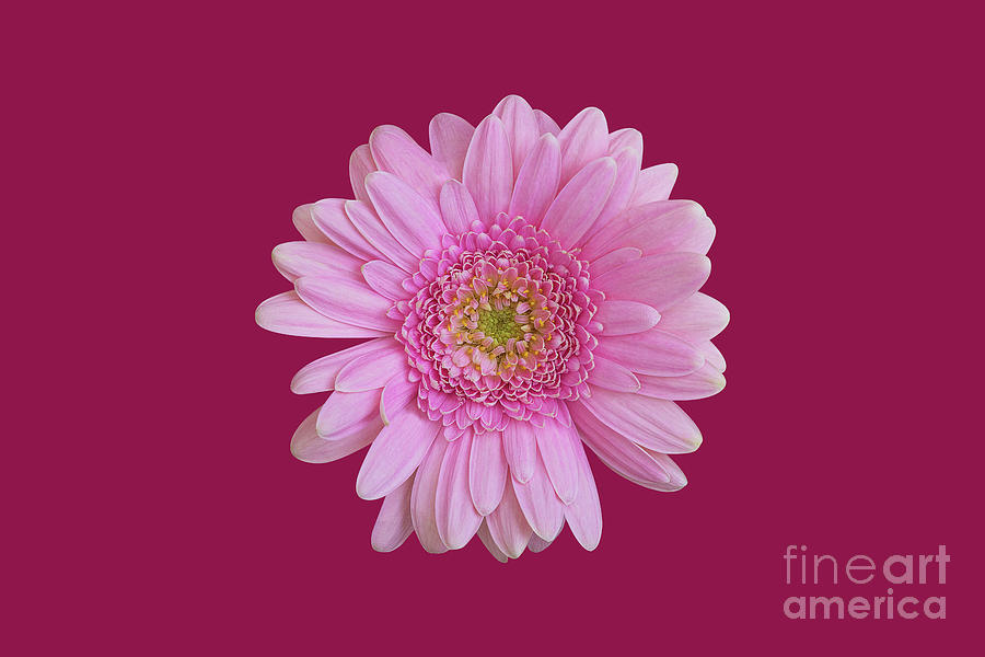 Pink Chrysanthemum Photograph by Natalie Kinnear