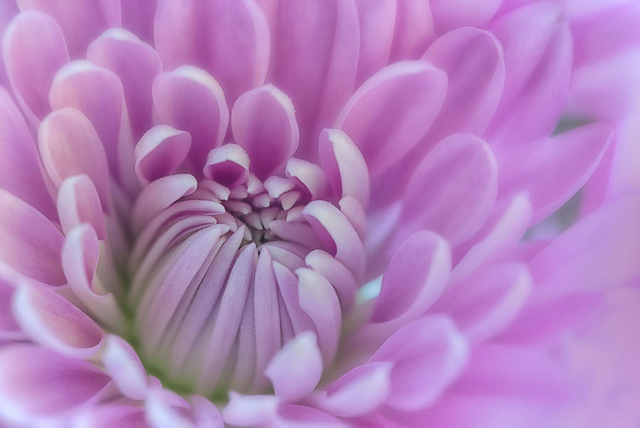 Pink Chrysanthemum Photograph by Ognian Setchanov - Fine Art America