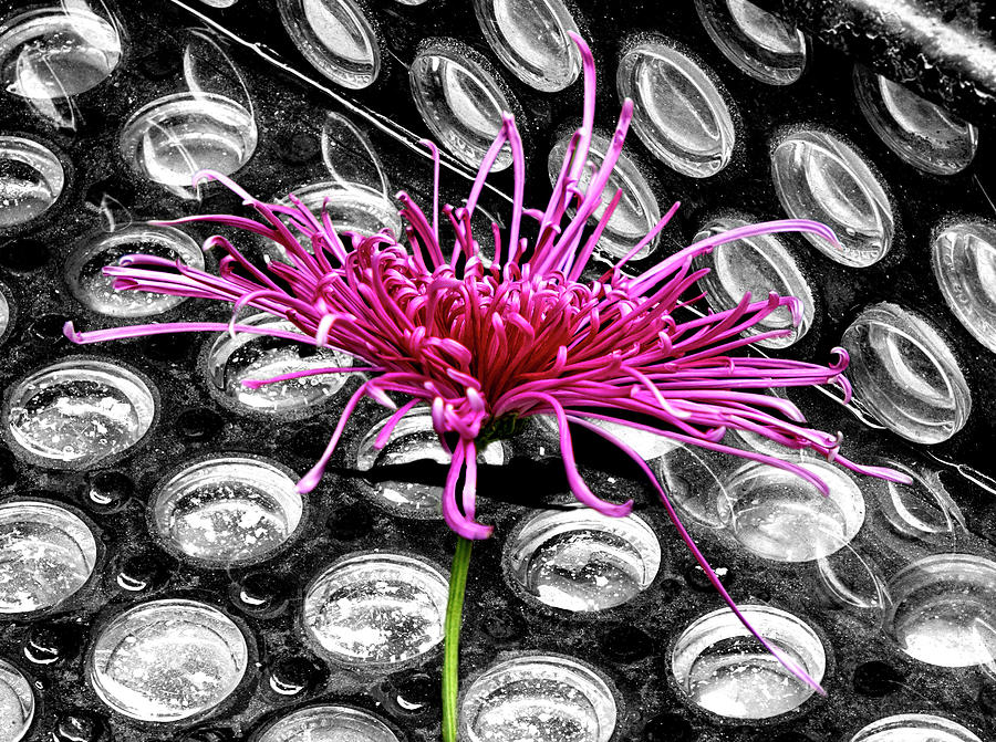 Pink Chrysanthemum on Glass Photograph by Cate Franklyn