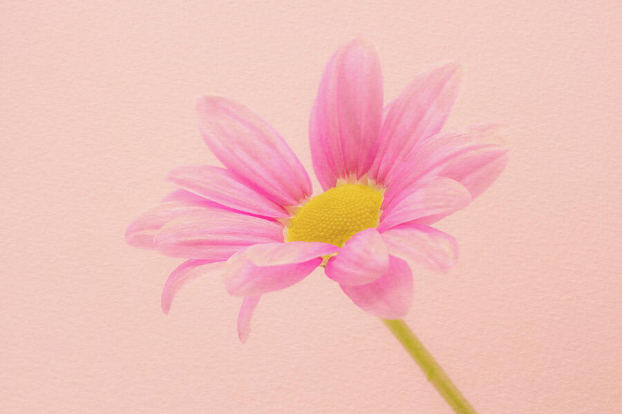 Pink Chrysanthemum Photograph by Tanya C Smith