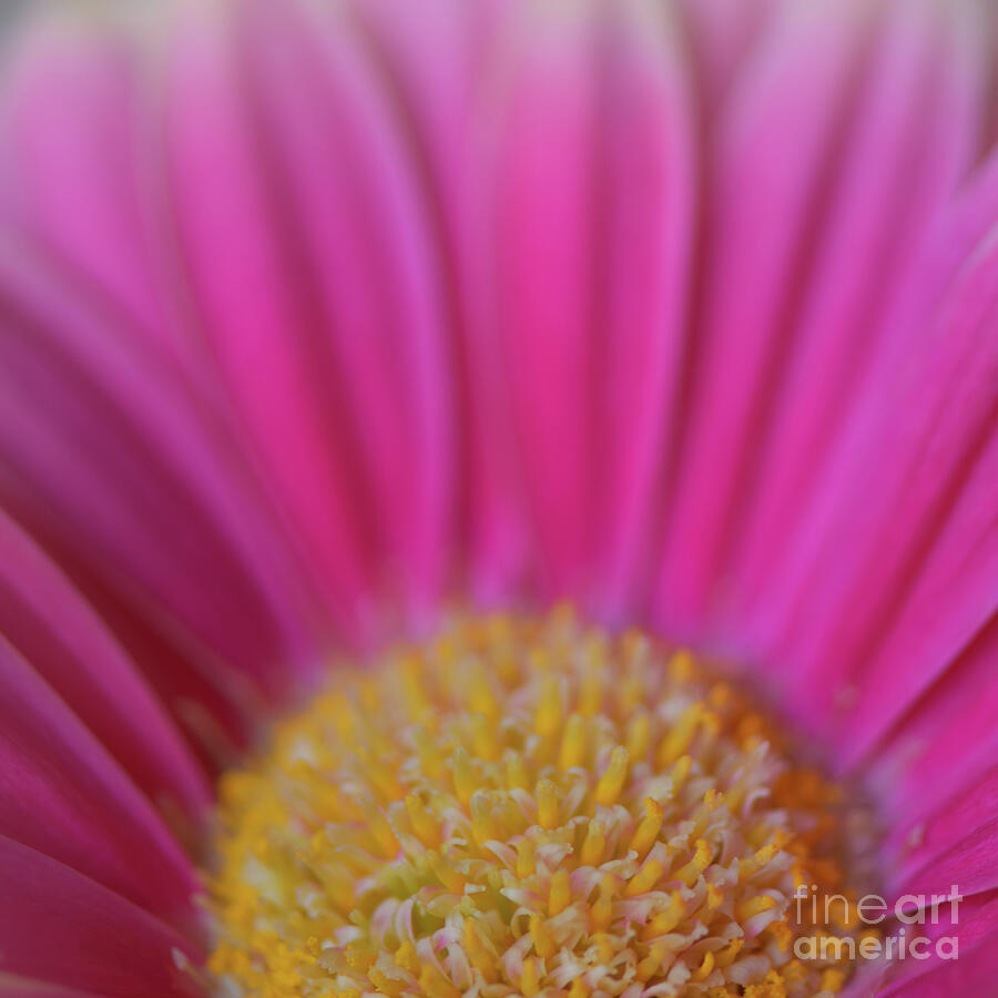 Pink Chrysanthemum Photograph by Yvonne Johnstone