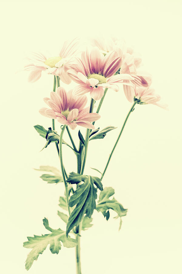 Pink Chrysanthemums Vintage Photograph by Tanya C Smith