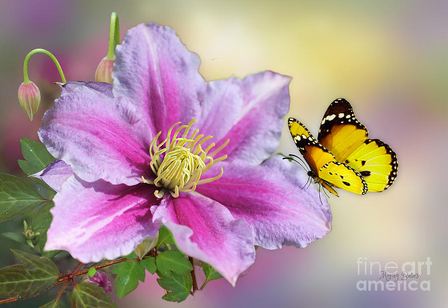Pink Clematis and Butterfly Mixed Media by Morag Bates