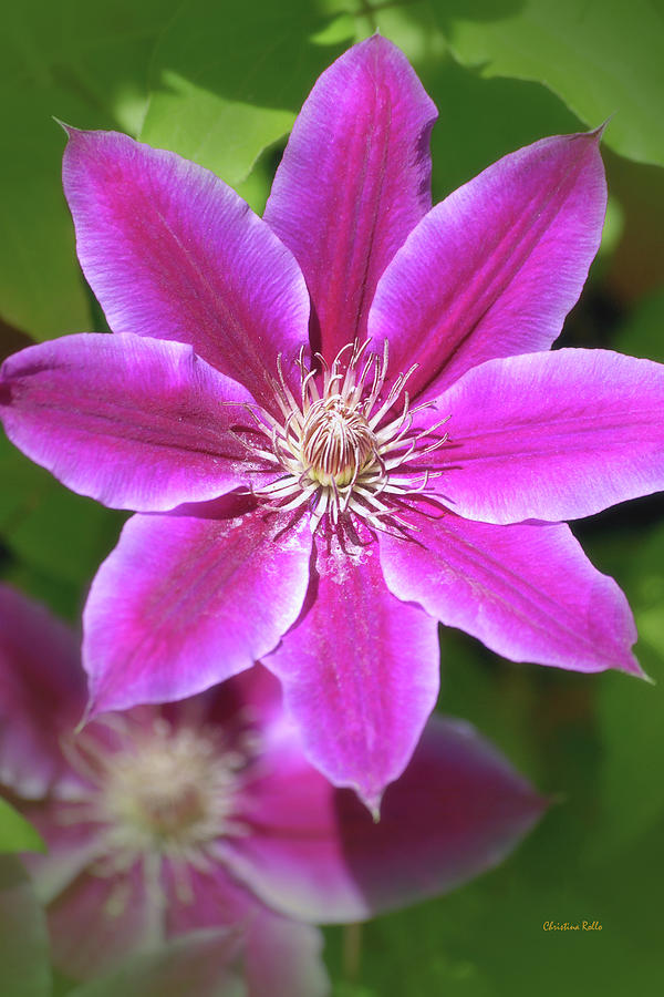 Pink Clematis Flower Photograph by Christina Rollo