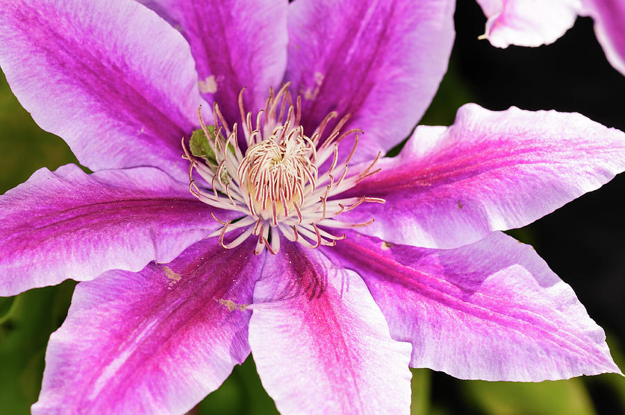 Pink Clematis Flower Photograph Photograph by Louis Dallara