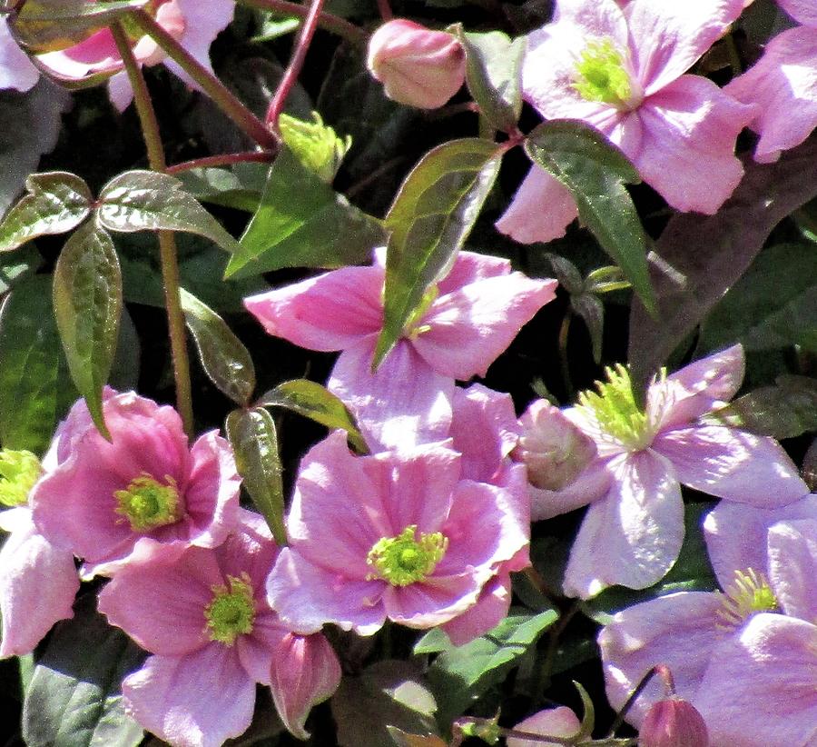Pink Clematis flowers  Photograph by Barbara Magor