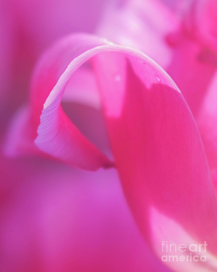 Pink Cloud Tulip Photograph