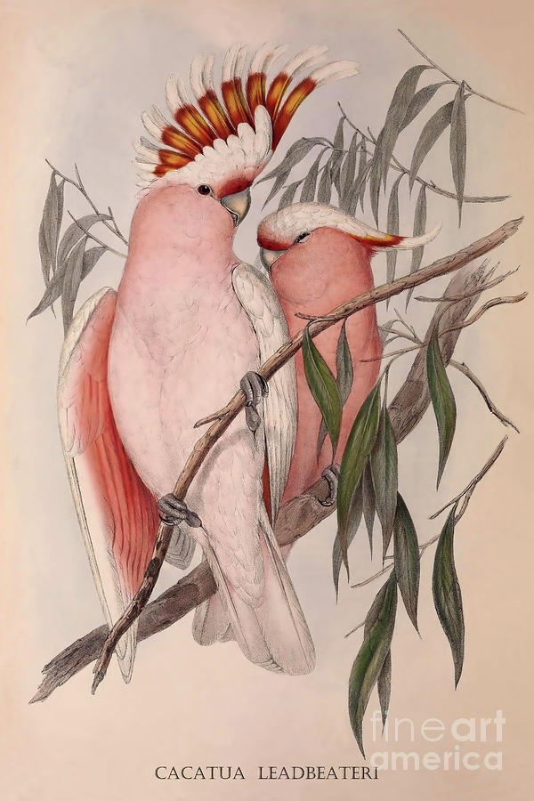 Pink Cockatoo Drawing by Heidi De Leeuw