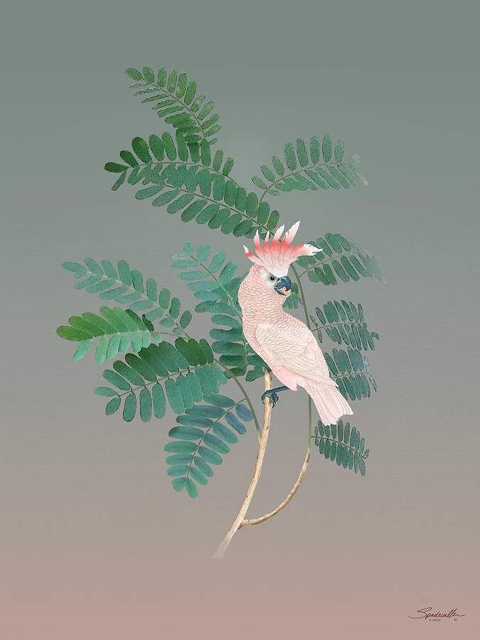 Pink Cockatoo in Tamarind Tree Digital Art by M Spadecaller