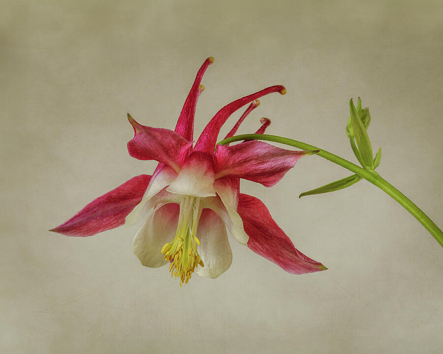 Pink Columbine Wildflower #1 Photograph