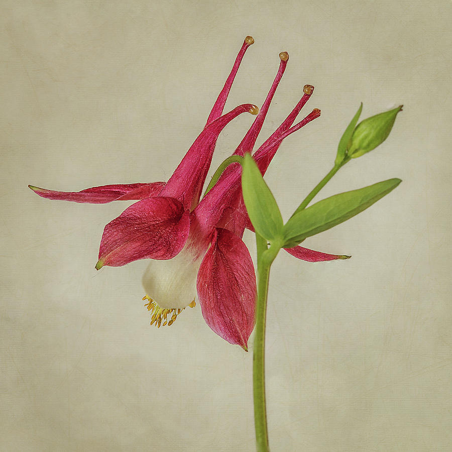 Pink Columbine Wildflower #2 Photograph by Patti Deters