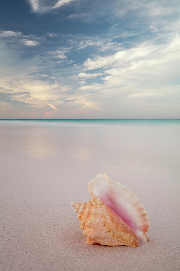 Pink Conch Shell Photograph by Erika Valkovicova