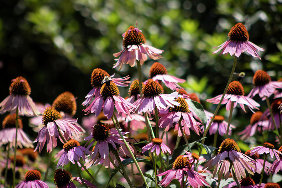 Pink Coneflower Jumble Photograph by Suzanne Gaff