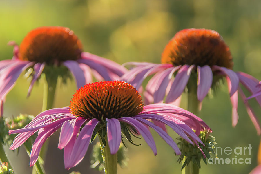Pink Coneflower Photograph by Lorraine Cosgrove