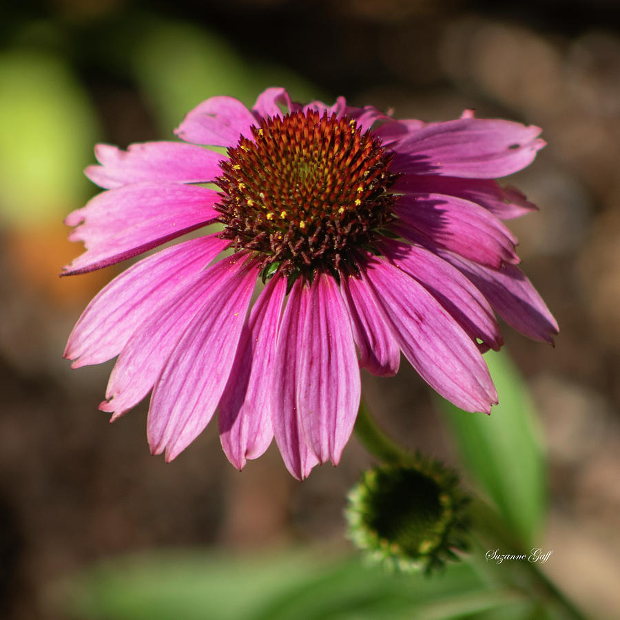 Pink Coneflower Squared Photograph by Suzanne Gaff - Fine Art America