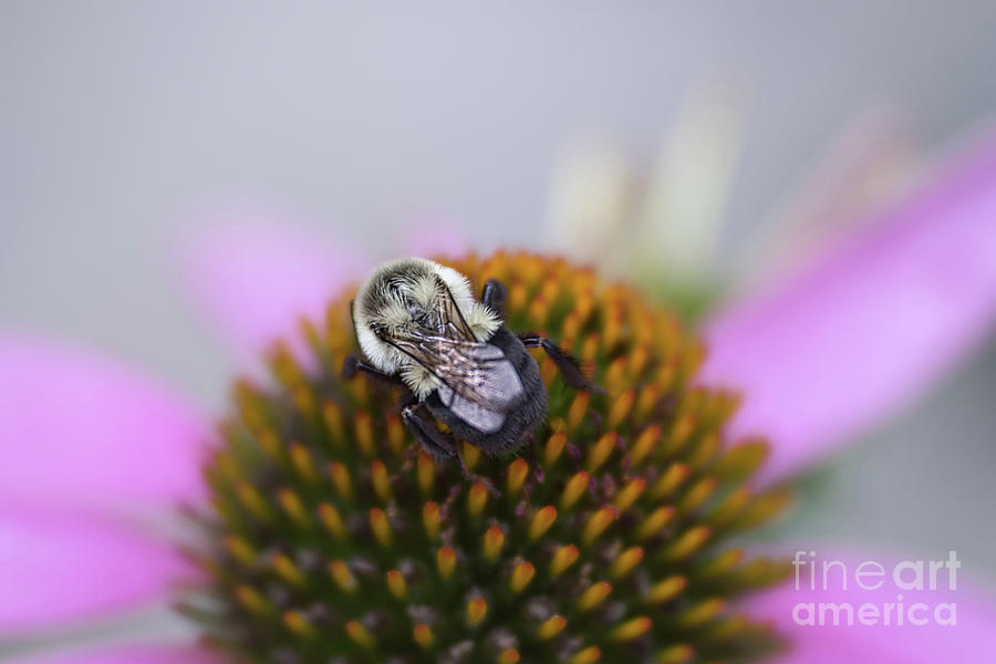 Pink Coneflower with Visiting Bee Photograph by Amy Dundon