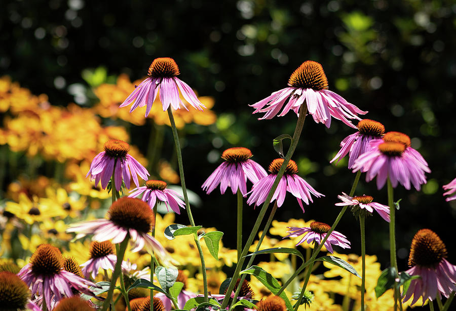 Pink Coneflowers Against a Sea of Yellow Photograph by Suzanne Gaff