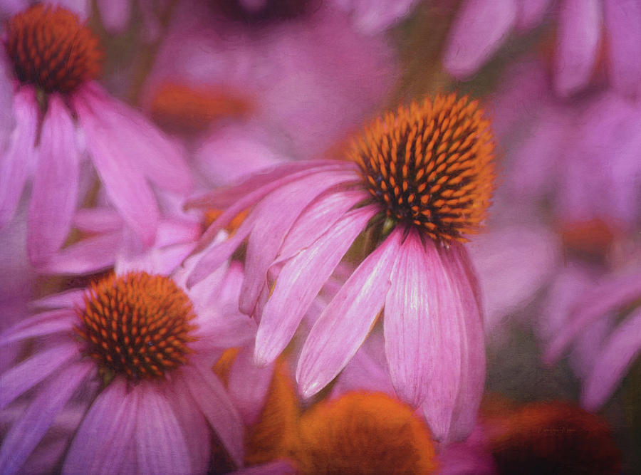 Pink Coneflowers Dancing In The Wind - Digital Painting Photograph by Maria Angelica Maira