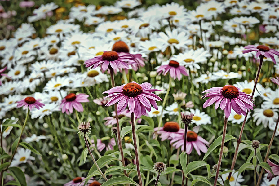 Pink Coneflowers Fronting Shasta Daisies Photograph by Gaby Ethington