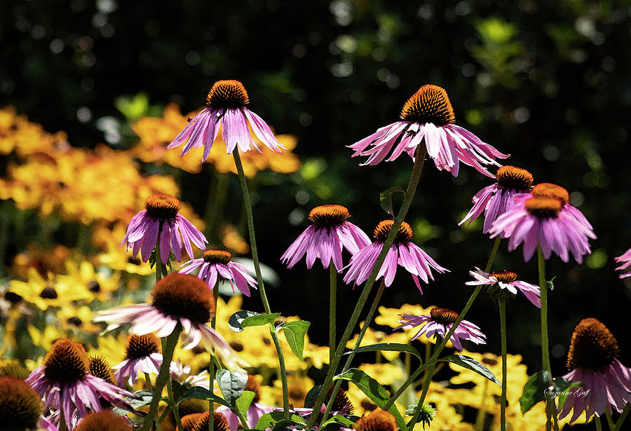Pink Coneflowers on a Sea of Yellow in Watercolor Photograph by Suzanne Gaff