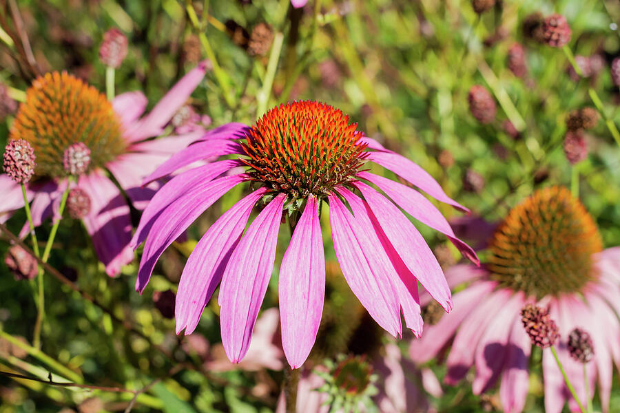 Pink Coneflowers Photograph by Tanya C Smith