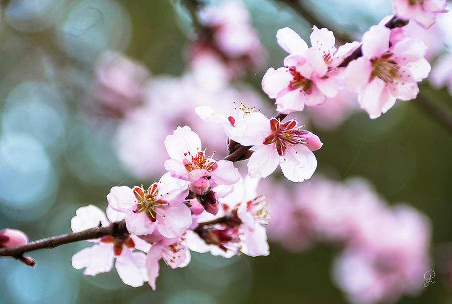 Pink corcodus flowers Photograph by Popovici Ioana Adriana - Fine Art ...