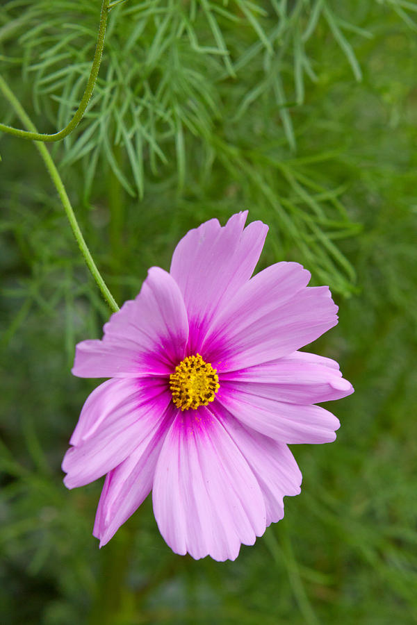 Pink cosmea flower. Photograph by Swkunst