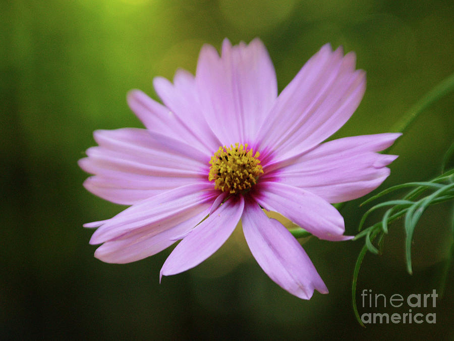 Pink Cosmos Flower Photograph by Dorothy Lee