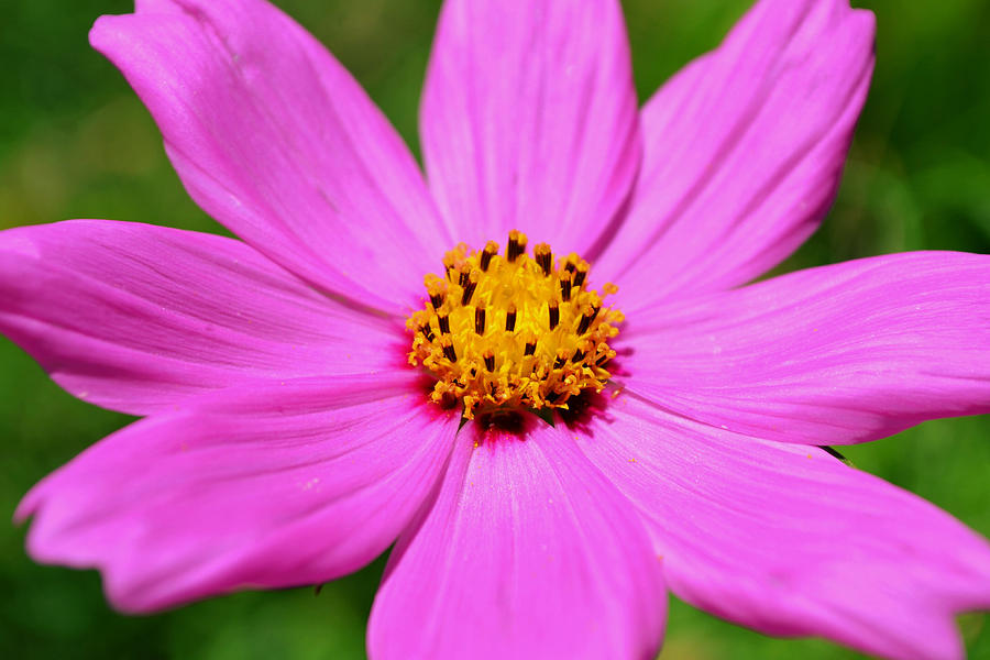 Pink Cosmos Flower Impressionist Photograph by Gaby Ethington - Fine ...