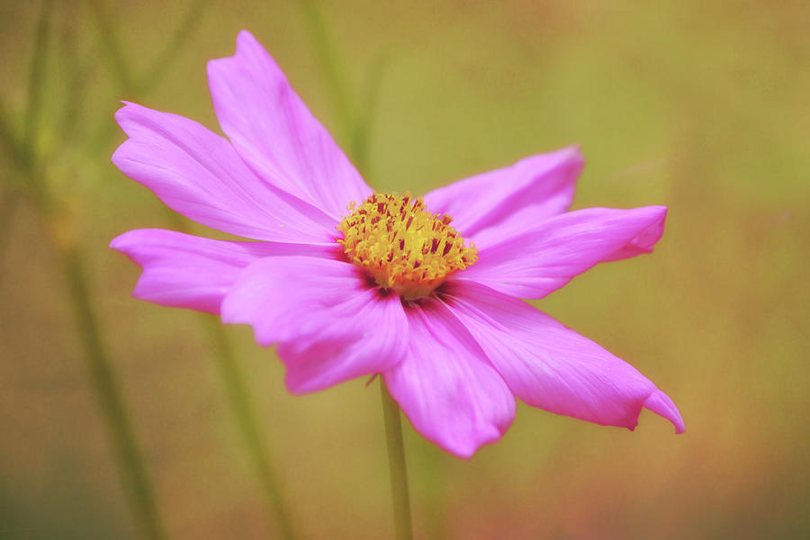 Pink Cosmos Flower in Golden Sunshine Photograph by Gaby Ethington
