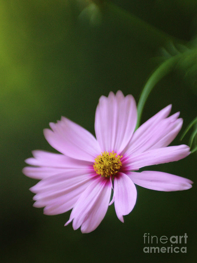 Pink Cosmos Flower In The Shadows Of My Garden Photograph by Dorothy Lee