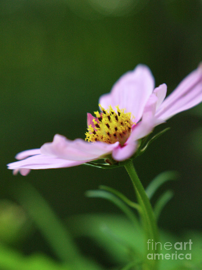 Pink Cosmos Flower Profile Photograph by Dorothy Lee