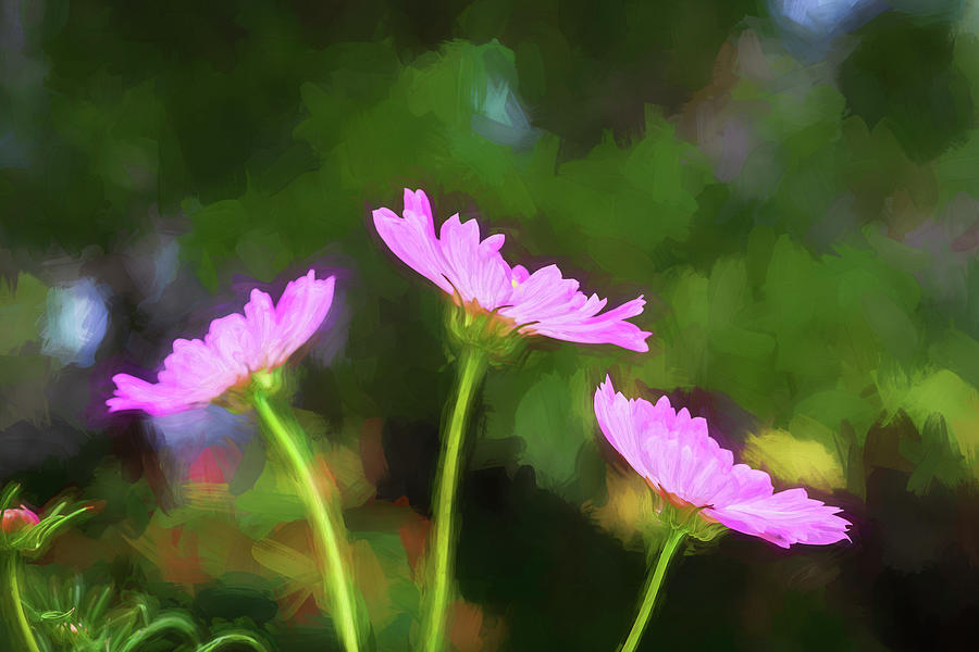 Pink Cosmos Flowers Coreopsideae X152 Photograph by Rich Franco