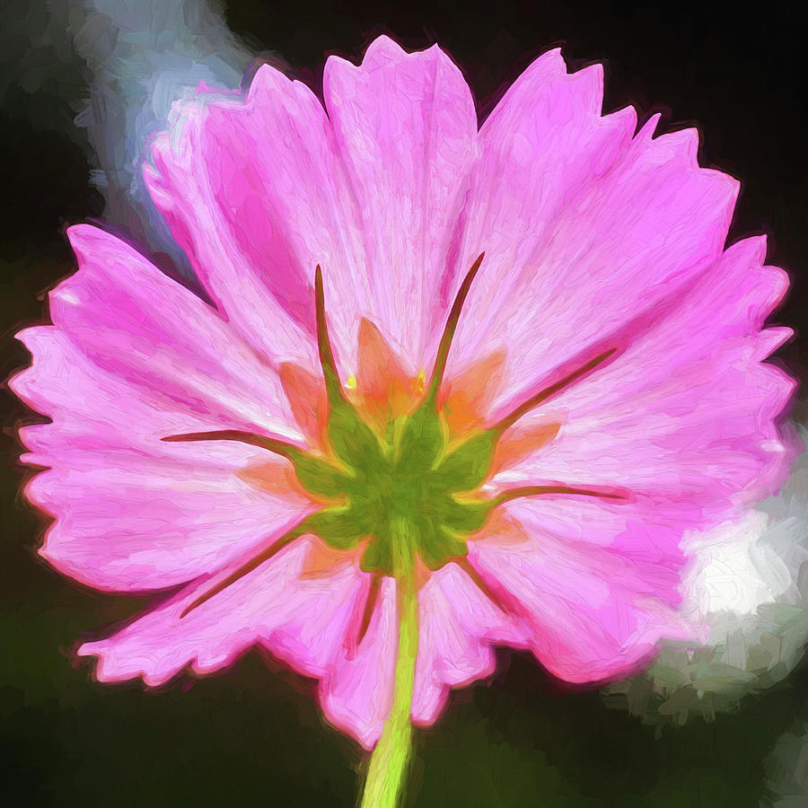 Pink Cosmos Flowers Coreopsideae X155 Photograph by Rich Franco
